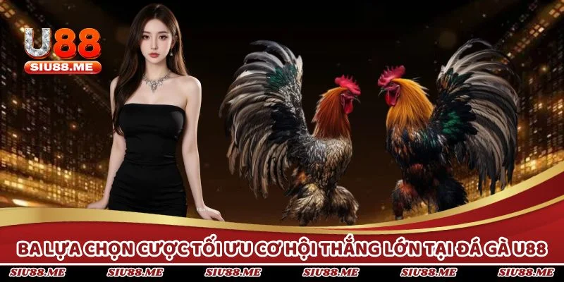 Ba lựa chọn cược tối ưu cơ hội thắng lớn trong đá gà U88